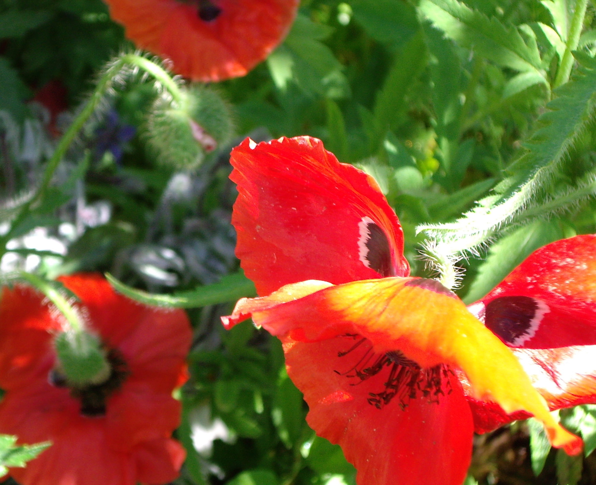 poppies